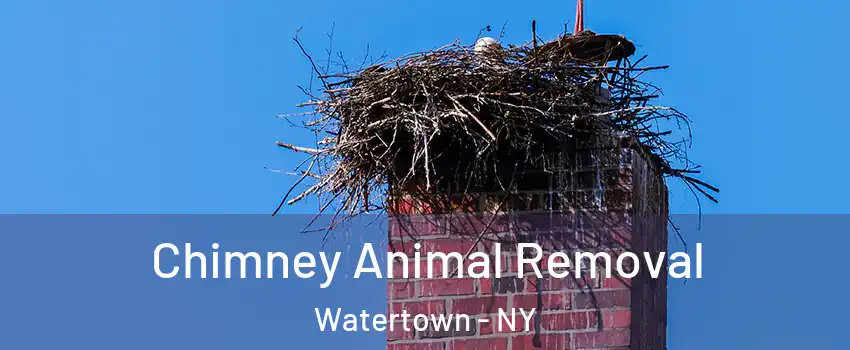 Chimney Animal Removal Watertown - NY