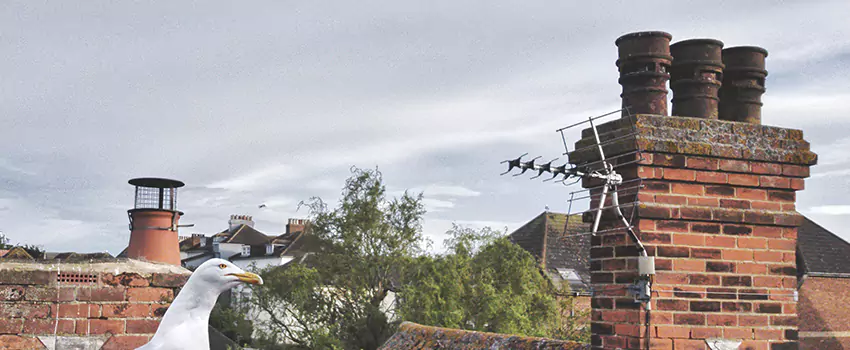 Chimney Cleaning And Restoration in Watertown, New York